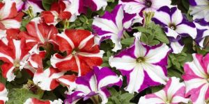 Petunia Hybrida Grandiflora Tall Seeds