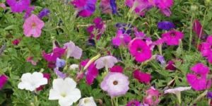 Petunia Nana Compacta Mixed Seeds