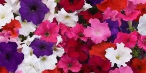 Petunia Supercascade Mix Flower Seeds
