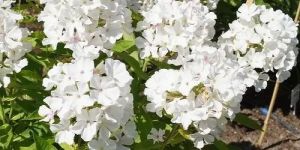 Phlox Beauty Dwarf White Seeds