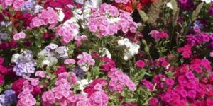 Phlox Beauty Mix Seeds