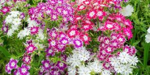 Phlox Drummondii Tall Mix Seeds