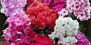 Phlox Drummondii Mix Flower Seeds
