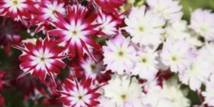 Phlox Twinkle Dwarf Mix Seeds