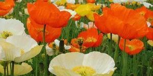 Poppy Artist Glory Mix Seeds