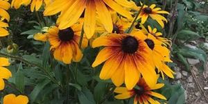 Rudbeckia Rustic Dwarf Flower Seeds