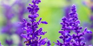 Salvia Farinacea Blue Flower Seeds