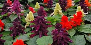 Salvia Horminum Mix Seeds