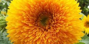 Sunflower Teddy Bear Seeds