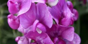 Sweet Pea Flower Seeds