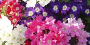 Verbena Ideal Florist Mix Seeds