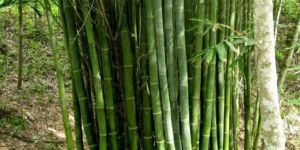 Giant Bamboo Plant