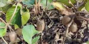 Grafted Kiwi Plant