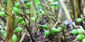 Green Cardamom Plant