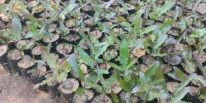 Green Macadamia Nut Plant