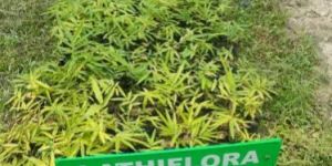 Latifolia Bamboo Plant