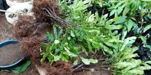 Full Sun Exposure Macadamia Nut Plant