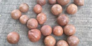 Macadamia Nut Seeds