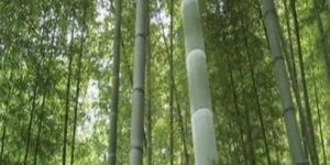Moso Bamboo Plant