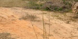 Polymorpha Bamboo Plant