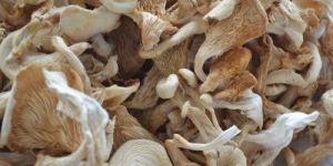 Sun Dried White Florida Oyster Mushroom