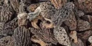 Kashmiri Morel Mushroom