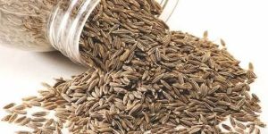 Singapore 99 Cumin Seed