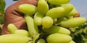 Fresh Long Green Grapes