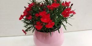 Round Pink Flower Pot