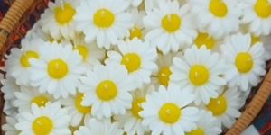 8 Pcs Scented Daisy Flower Soya Wax Floating Candles