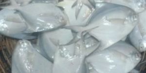 Pomfret Fish