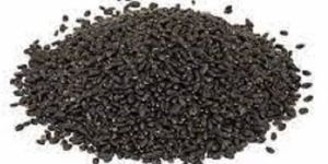 Black Tulsi Seeds