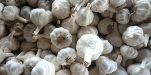 Garlic