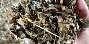 HENNA LEAF DRY EXTRACT