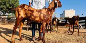 Sirohi Pregnant Goat