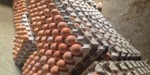 Brown Eggs