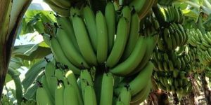 Natural Raw Green Banana