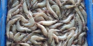 Frozen Vannamei Shrimps