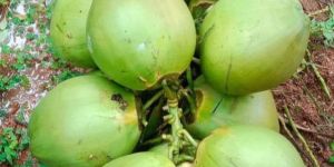 Tender Coconut Water