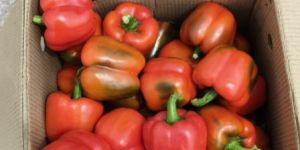 Capsicum
