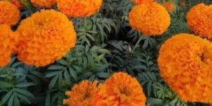 Marigold Plant