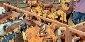 Cutting Farming Goat