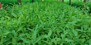 White Sandalwood Plant