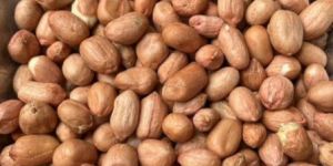 Groundnut