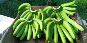 Fresh Banana Fruit