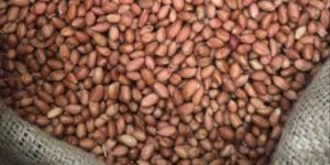 Groundnut Seed