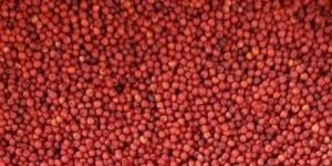 Natural Ragi Seeds