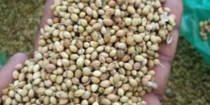 Coriander Seeds