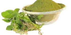 Tulsi Powder