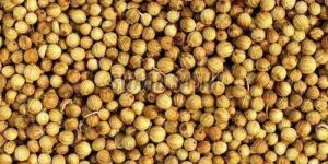 Coriander Seed